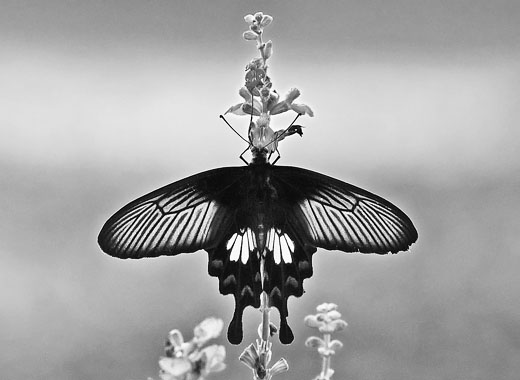 免费cc攻击测试